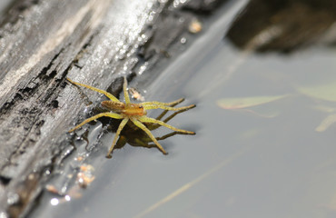 A rare Raft Spider, Dolomedes fimbriatus, hunting for food in a boggy pond.