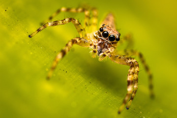 Fototapeta premium spider on leaf