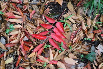 紅葉した無患子の落ち葉