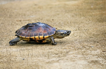 Malayan Snail- eating Terrapin walking on the road.