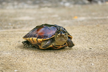Obraz premium Malayan Snail- eating Terrapin walking on the road.