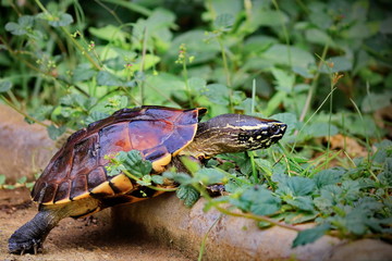Malayan Snail- eating Terrapin Walking in the garden.