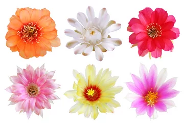 Fototapeten Satz von bunten Blumenkaktus der Blüte mit isoliert auf weißem Hintergrund © isarescheewin