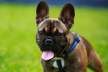 Dog breed French Bulldog