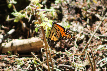 Monarch butterfly