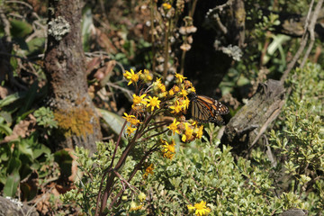 Monarch butterfly