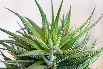 Aristaloe aristata (Lace Aloe) plant on white background.