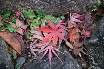 もみじの落ち葉