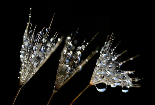 Water drops on a dandelion seeds close up isolated on black background. 