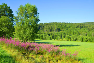 Fototapeta na wymiar Summer landscape in the National park Sumava, Czech Republic.
