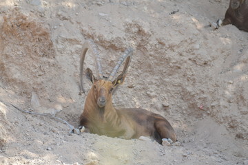 deer in the mountains