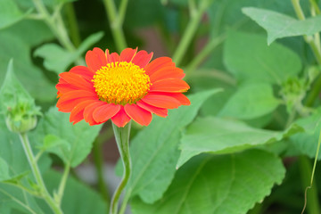 Zinnia elegans flowers in the park at Thailand. 