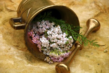 gesundheit mit schafgarbe 