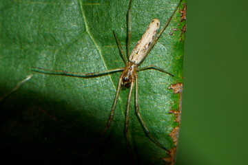 spider on a leaf