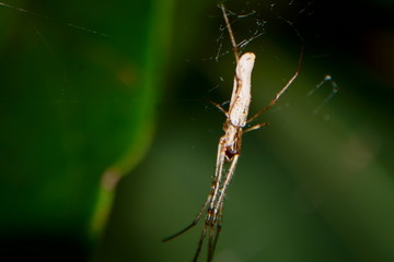 spider on a web