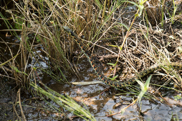 毒蛇　ヤマカガシ