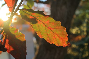 秋の日差しを浴びる紅葉