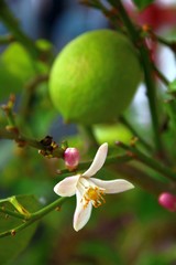 zitrone   blüte und frucht