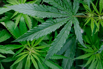 Saturated leaves on marijuana bushes. Top