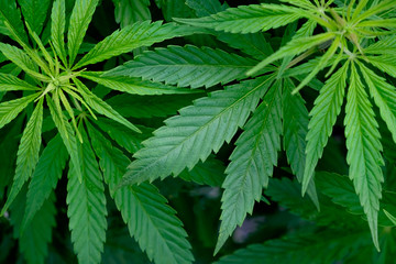 Saturated marijuana leaves. Legalization of cannabis. Top