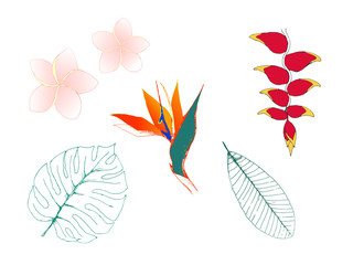 Eco set of tropical plants. Jungle exotic selection of strelitzia, frangipani, heliconia, palm leaves, monstera leaves. EPS8 vector illustration