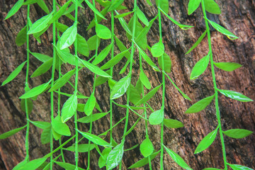 Green leaves line patterns with  water drops hang on trunk tree natural background in garden background