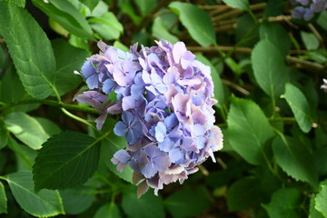 天神山 紫陽花2