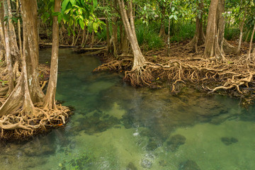 Pristine and tranquil mangrove swamp of Tha Pom Khlong Song Nam in Krabi, Thailand 