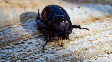 beetle on black background