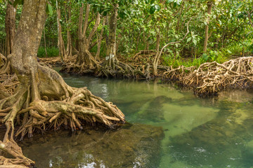 Naklejka na ściany i meble Pristine and tranquil mangrove swamp of Tha Pom Khlong Song Nam in Krabi, Thailand 