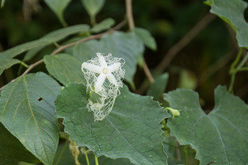 カラスウリの花