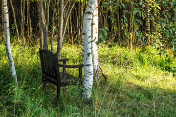 The chair stands among the birches. Retro furniture. Camping. A place for meditation and reading. Wooden chair with back.