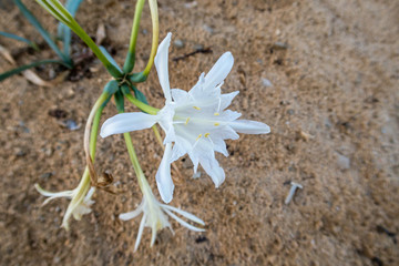 Pancratium maritimum also known in Spain as sea lily