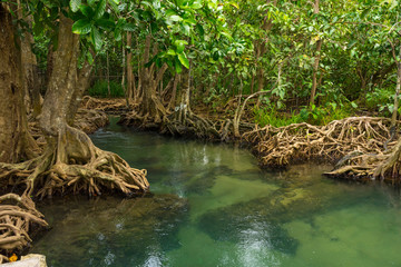 Pristine and tranquil mangrove swamp of Tha Pom Khlong Song Nam in Krabi, Thailand 