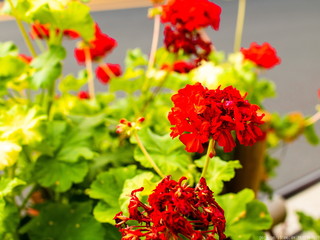 赤花