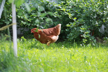  chicken  is walking in the grass. Loman Braun chiken