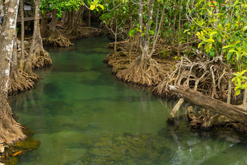 Pristine and tranquil mangrove swamp of Tha Pom Khlong Song Nam in Krabi, Thailand 