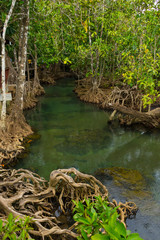Pristine and tranquil mangrove swamp of Tha Pom Khlong Song Nam in Krabi, Thailand 