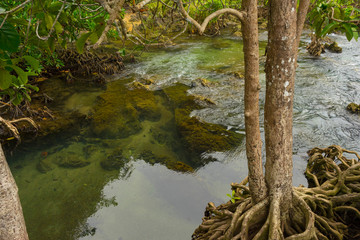 Pristine and tranquil mangrove swamp of Tha Pom Khlong Song Nam in Krabi, Thailand 