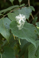 カラスウリの花