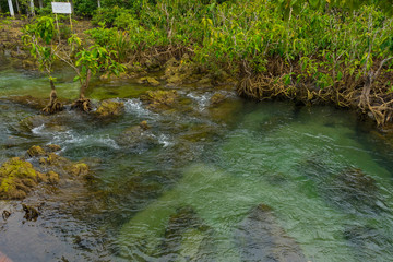 Pristine and tranquil mangrove swamp of Tha Pom Khlong Song Nam in Krabi, Thailand 