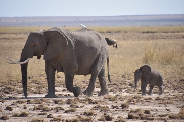 Baby Elephant Walking in Line with Adult, Amboseli, Kenya