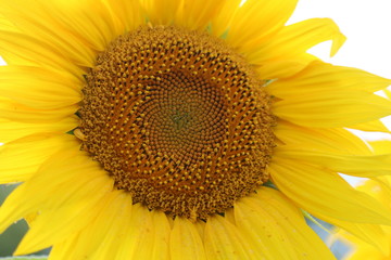 closeup of a bright sunflower
