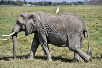 Fototapeta na wymiar African Elephant with Egret on Its Back, Amboseli, Kenya