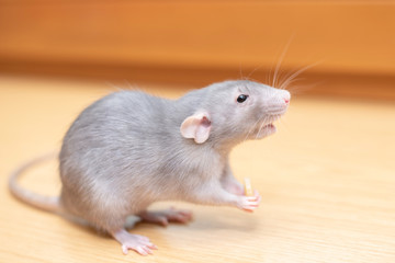 gray rat with a piece of cheese