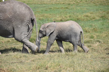Naklejka na ściany i meble Baby African Elephant Following an Adult, Amboseli, Kenya