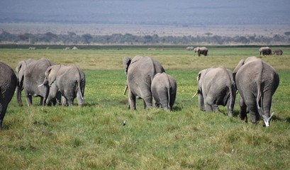 Naklejka na ściany i meble Herd of Elephants Traveling Together, Amboseli, Kenya