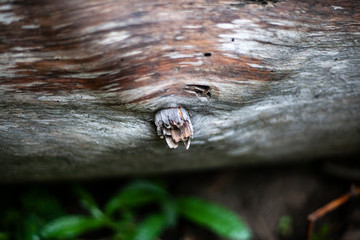 Texture with a wooden knot. The texture of the log without bark. Knots in a log. Simple tree. The place where there was a tree branch.