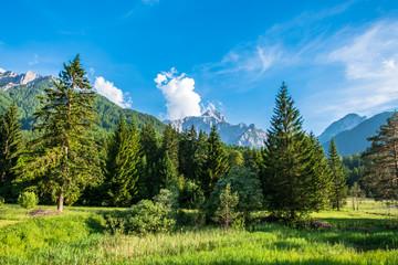 Fototapeta premium Summer has arrived in the italian alps