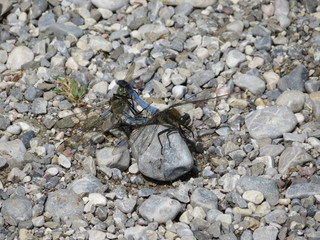 Paarung Flachbauchlibelle